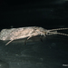 Leptoceridae - Photo (c) Phil Bendle, algunos derechos reservados (CC BY-NC)