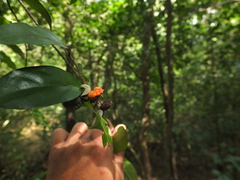 Dichapetalum gelonioides