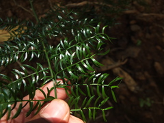 Asparagus gonoclados