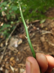 Asparagus gonoclados