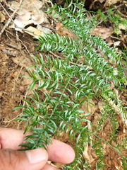 Asparagus gonoclados