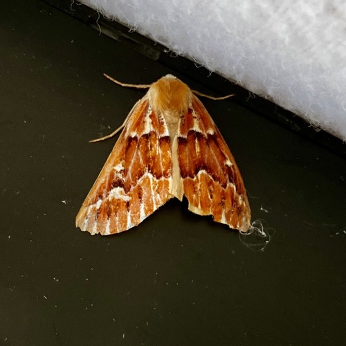 Western Conifer Looper photo 3