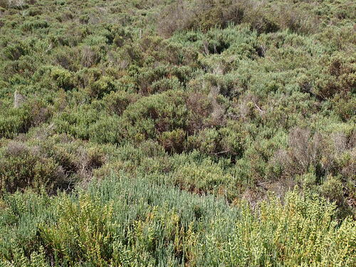 Image of Salicornia fruticosa by no rights reserved