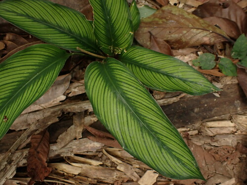 Image of Goeppertia majestica by (c) agujaceratops, some rights reserved (CC BY)