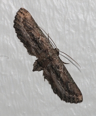 Hebdomophruda
