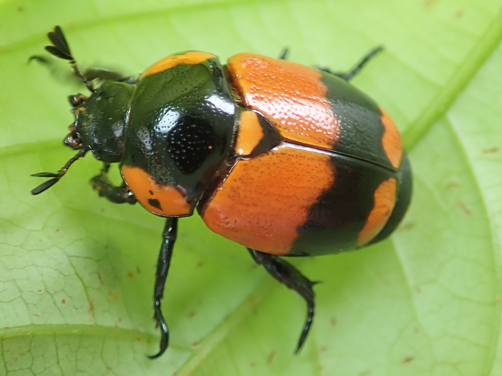Rutela pygidialis