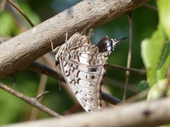 Charaxes achaemenes