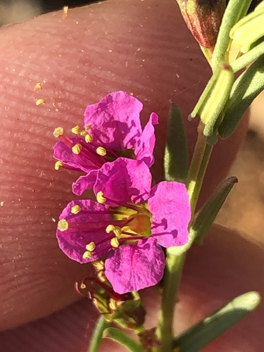 Ammannia luederitzii (Ammannia luederitzii)