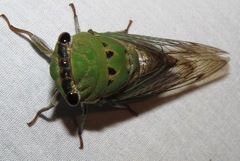 Neotibicen superbus