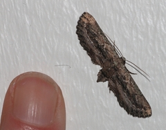 Hebdomophruda