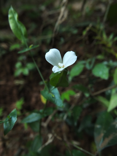 Image of Pierced Leaf Canscora (Canscora perfoliata) by (c) Siddarth Machado, some rights reserved (CC BY)