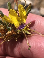 Cleome angustifolia diandra