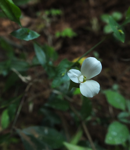Image of Canscora perfoliata by (c) Siddarth Machado, some rights reserved (CC BY)