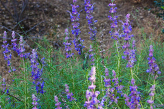 Trichostema lanatum