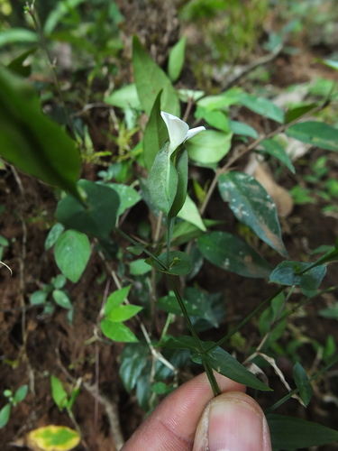 Image of Pierced Leaf Canscora (Canscora perfoliata) by (c) Siddarth Machado, some rights reserved (CC BY)