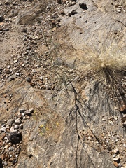 Cleome angustifolia diandra