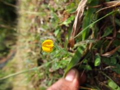 Crotalaria filipes