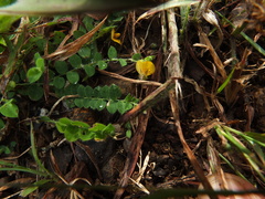 Crotalaria filipes