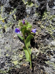 Pulmonaria australis