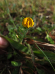 Crotalaria filipes