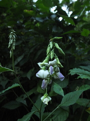 Crotalaria heyneana