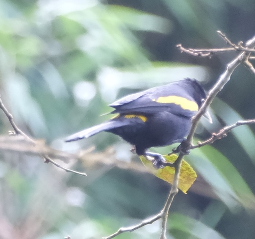 Golden-winged Cacique (Cacicus chrysopterus), photo 7
