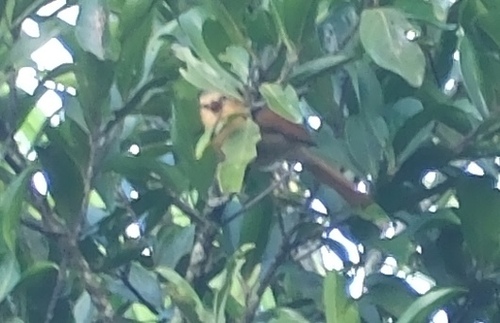 Buff-fronted Foliage-gleaner (Dendroma rufa), photo 6