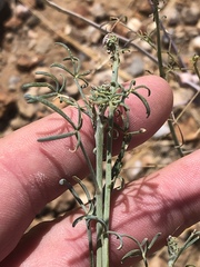 Cleome angustifolia diandra