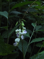 Crotalaria heyneana