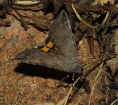 Bulia deducta