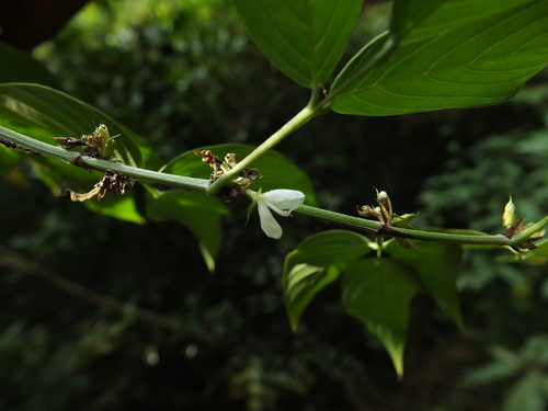 Image of Dendrolobium triangulare by (c) Siddarth Machado, some rights reserved (CC BY)