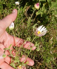 Aphanostephus skirrhobasis