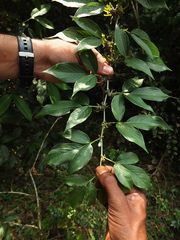 Dendrolobium triangulare