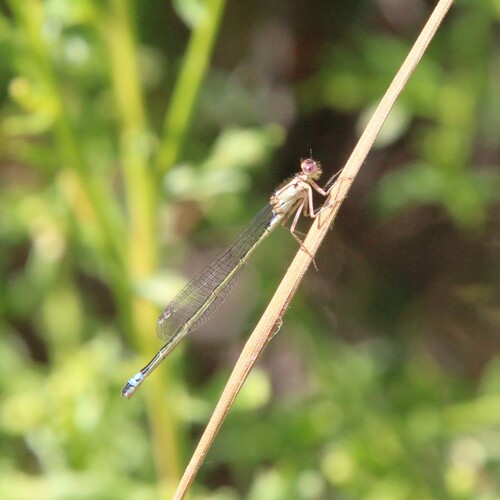 iNaturalist observation photo of Pacific Forktail