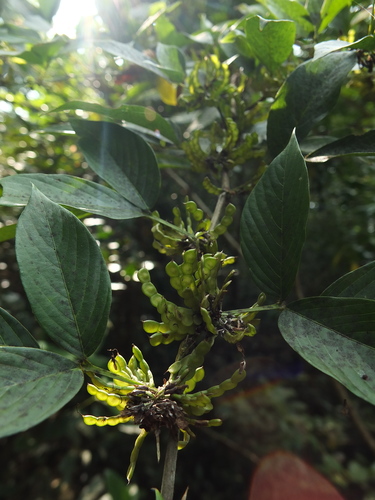Image of Dendrolobium triangulare by (c) Siddarth Machado, some rights reserved (CC BY)