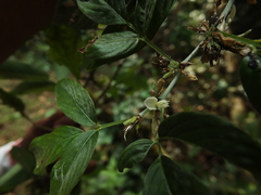 Dendrolobium triangulare