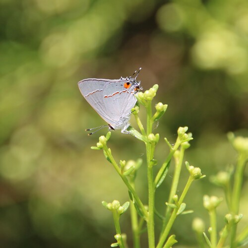 iNaturalist observation photo of Gray Hairstreak