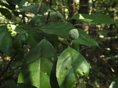 Dichapetalum gelonioides