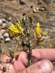 Cleome angustifolia diandra
