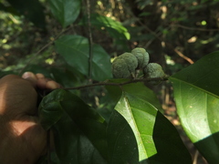 Dichapetalum gelonioides