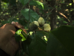 Dichapetalum gelonioides