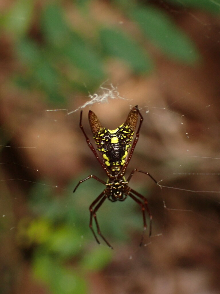 Micrathena Spiders from Careiro - State of Amazonas, Brazil on July 25 ...