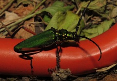 Plinthocoelium suaveolens