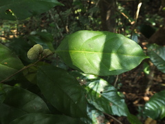 Dichapetalum gelonioides