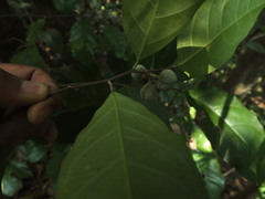 Dichapetalum gelonioides