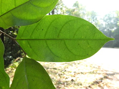 Dichapetalum gelonioides