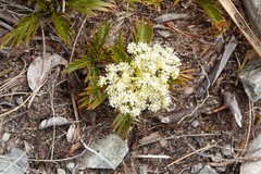 Aciphylla similis
