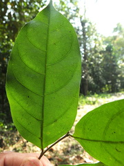 Dichapetalum gelonioides