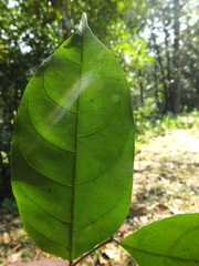 Dichapetalum gelonioides