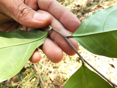 Dichapetalum gelonioides